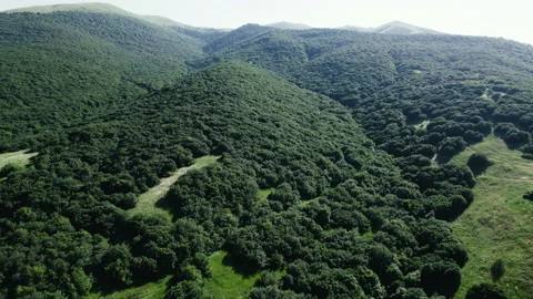 Dynamic aerial drone shot of wild forest. Flying over treetops in mixed forest Stock Footage 200850031