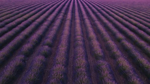Dynamic Aerial Flight Over Lavender Fields in Provence France. Drone Flies .. Stock Footage 312559200