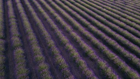 Dynamic Aerial Flight Over Lavender Field at Sunset in Provence. Drone Low .. Stock Footage 312560982