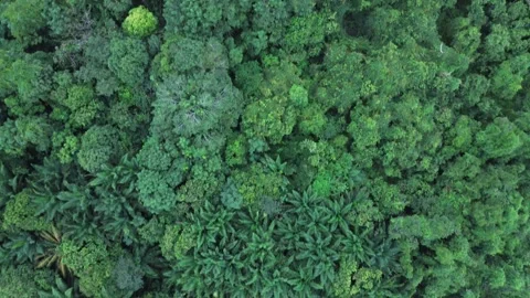 Dynamic aerial perspective of a lush green rainforest ecosystem Stock Footage 320065924