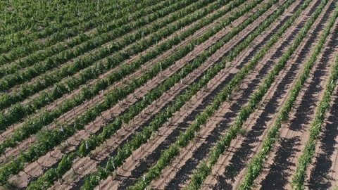 Dynamic aerial shoot of getting lower in a turn above vineyards Stock Footage 141953380