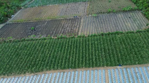 Dynamic Aerial View of Diverse Agricultural Terraces and Modern Cultivation.. Stock Footage 339036716