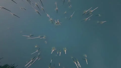 Dynamic aerial view of floating plant life, camera pans upward revealing depth Vídeos de archivo 319434823