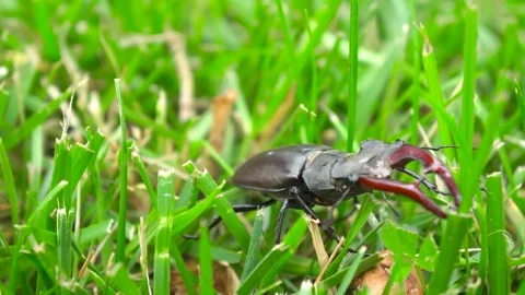 A dynamic and detailed closeup of a stag beetle moving through the lush grass Stock Footage 312281961