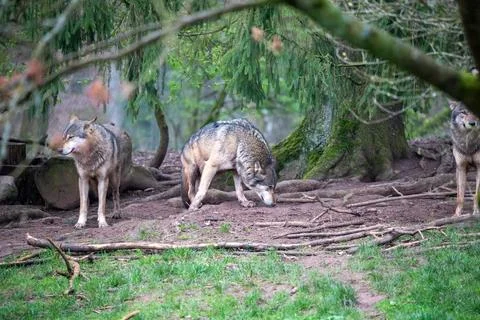 A dynamic and engaging depiction of a grey wolf pack within their spacious, n Stock Photos