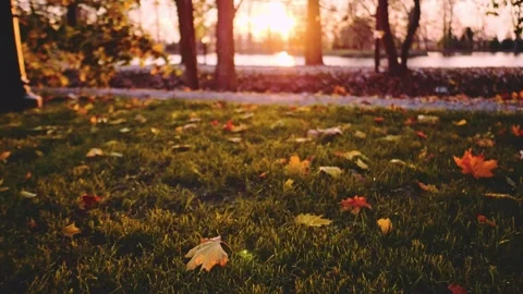 Dynamic autumn background, Cinematic fall aesthetics. SLOW MOTION, STABILIZED. Video stock 140295907