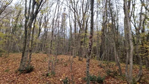 Dynamic autumn forest movement with branches, leaves, and natural textures Stock Footage 321650934