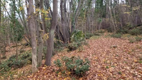 Dynamic autumn forest movement with branches, leaves, and natural textures Stock Footage 321650937