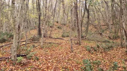 Dynamic autumn forest movement with branches, leaves, and natural textures Stock Footage 321650958