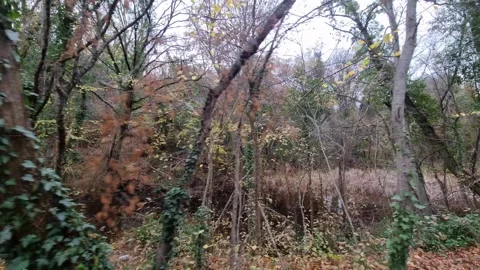 Dynamic autumn forest movement with trees, branches and seasonal foliage motion Stock Footage 321651018