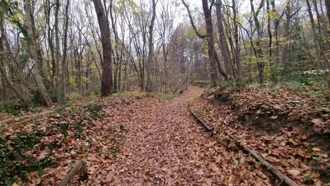 Dynamic autumn forest path with fast handheld forward movement Stock Footage 321651000