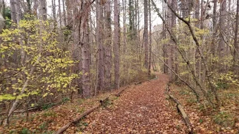 Dynamic autumn forest path movement with trees, leaves and nature Stock Footage 321650946