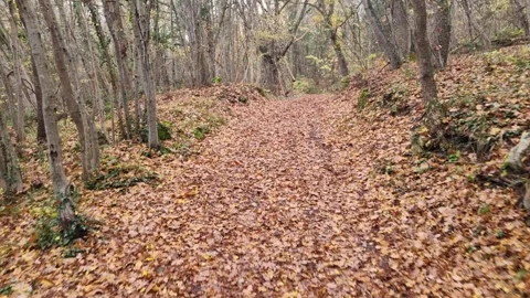 Dynamic autumn forest path movement with trees, leaves and nature Stock Footage 321650980