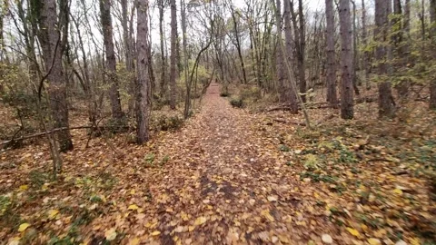 Dynamic autumn forest path movement with trees, leaves and nature Stock Footage 321650984