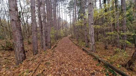 Dynamic autumn forest path movement with tall pine trees scenery Stock Footage 321650994