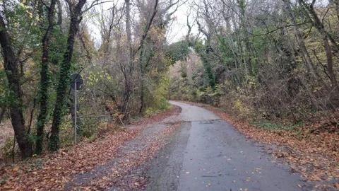 Dynamic autumn forest road with fast forward camera movement through trees Stock Footage 321650888