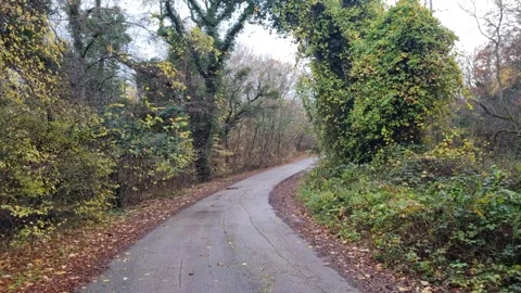 Dynamic autumn forest road with moving trees and natural foliage motion Stock Footage 321651028