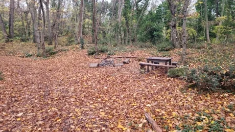 Dynamic autumn forest scene with firepit and wooden table footage Stock Footage 321650912