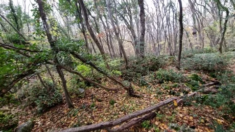 Dynamic autumn forest scene with moving camera and vibrant woodland colors Stock Footage 321651011