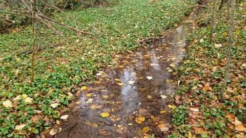 Dynamic autumn forest stream with flowing water and colorful foliage Stock Footage 321651012