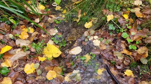 Dynamic autumn forest stream with flowing water and fallen leaves Stock Footage 321651059