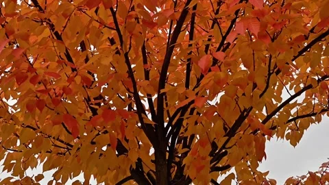 Dynamic autumn landscape featuring vibrant leaf colors and rich Stock Footage 320509075