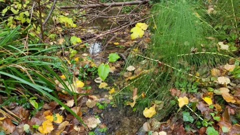 Dynamic autumn stream flowing through forest leaves and green plants Video stock 321651064