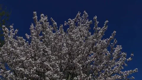 Dynamic background with blossoming cherry tree against blue sky Stock Footage 325708865