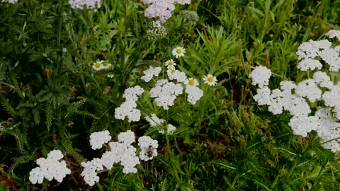 Dynamic background with grass, flowers and a bee Stock Footage 325775219