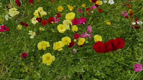 A dynamic background of multi colored poppies swaying on green grass Stock Footage 341936184
