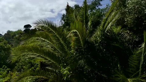 Dynamic background with palm tree branches swaying in the wind Stock Footage 341936179