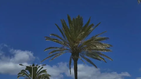 Dynamic background with palm tree swaying in the wind on the blue sky backgr Stockbeeldmateriaal 346522085