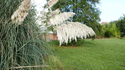 Dynamic background with panicles of white pampas grass Stock Footage 325857351