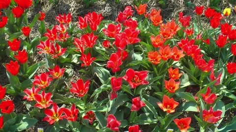 Dynamic background with red tulips Stock Footage 316675178
