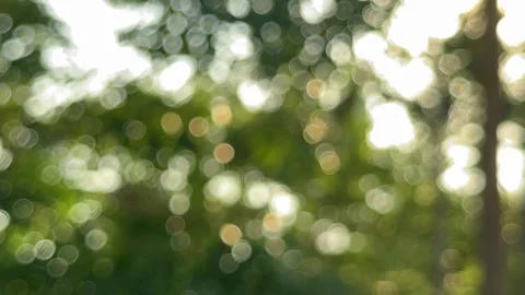 Dynamic Botanical Brilliance: Sun-Dappled Foliage and Radiant Bokeh Sphere .. Stock Footage 337285826