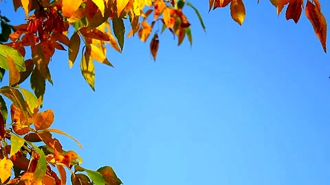 Dynamic bright autumn background with space for text. Stock Footage 160292673