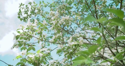 Dynamic camera motion around group of white dogwood flowers Stock Footage 94345276