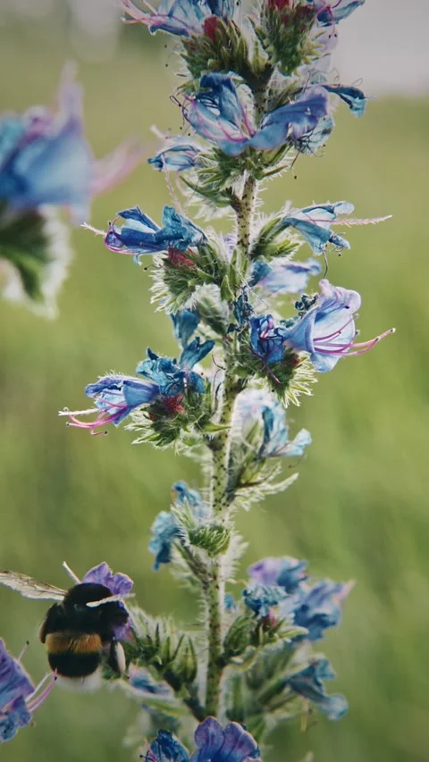 Dynamic Capture of Bees on Blue Blooming Flowers Scene bumblebee Video stock 341363755