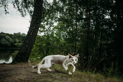 Dynamic cat leaps joyfully in a green forest view, playful Devon Rex Stock-Fotos