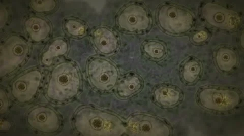 Dynamic cells motion Video stock 11212165