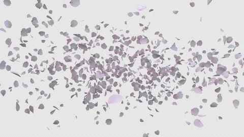 Dynamic  Cherry Blossom Alpha Explosion Stock Footage 329267533