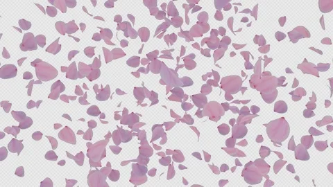 Dynamic Cherry Blossom Blast Alpha Overlay Stock Footage 313278278