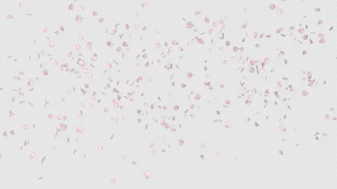 Dynamic Cherry Blossom Burst Up Alpha Stock Footage 328337385