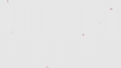 Dynamic Cherry Blossom Petals Falling Loop Stock Footage 324900423