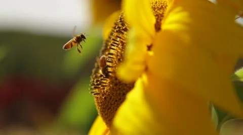 Dynamic Close Up Bee &amp; Sunflower Video stock 12448974