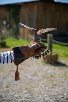 A dynamic close-up captures a common kestrel with its wings partially spread, Stock Photos