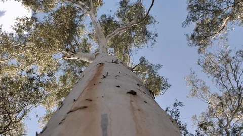 Dynamic close-up. Eucalypt Gum Tree Plant in park of Israel. Stock Footage 128318282