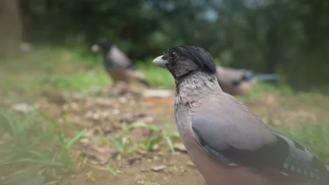 Dynamic Close-up of Grey Treepie Bird Reacting and Pecking on the Ground (4K) Stock Footage 314150208