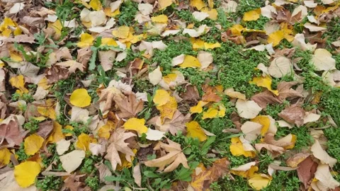 Dynamic close-up motion over autumn leaves on green forest ground Stock Footage 322019735