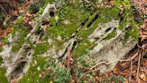 Dynamic close-up movement around mossy forest rock with autumn details Stock Footage 321650957
